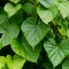 Giloy Vine (Tinospora Cordifolia) -Plant related-Sow Exotic Tinosporacordifoliaguduchisowexotic