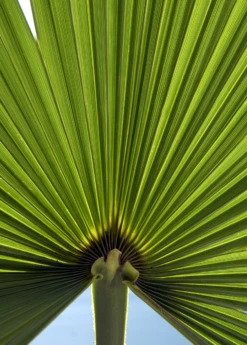 Windmill Palm (Trachycarpus Fortunei) -Plant related-Sow Exotic Trachycarpusfortunei chinesewindmillpalm