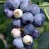 Blueberry 'Sweetcrisp' (Vaccinium Corymbosum) -Plant related-Sow Exotic Vaccinium Sweetcrisp bluberrysowexoticfruitingshrub