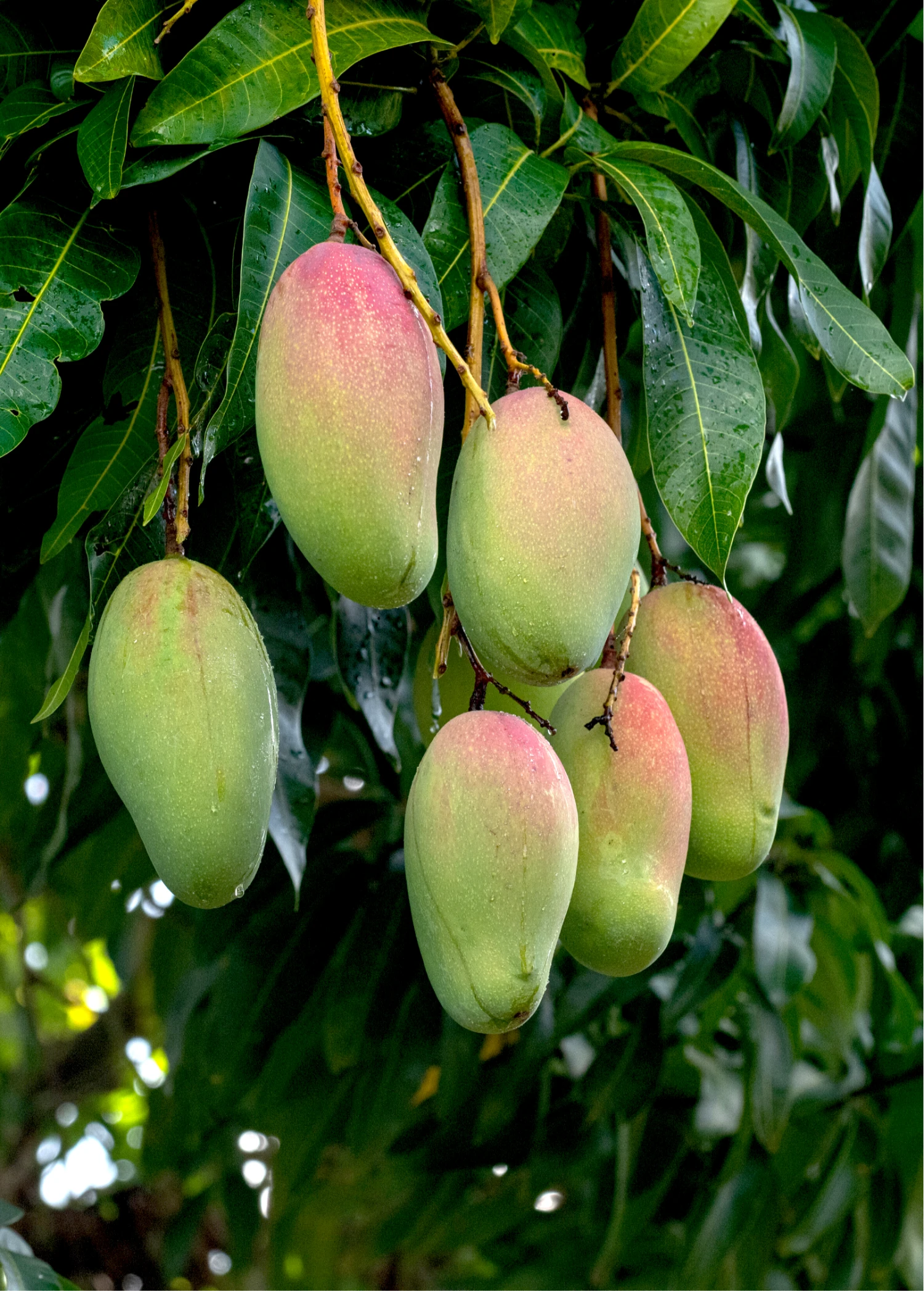 Mango 'Valencia Pride' (Mangifera Indica) 3 Mango 'Valencia Pride' (Mangifera Indica)