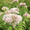 Valerian Root (Valeriana Officinalis) -Plant related-Sow Exotic Valeriana officinalis valerian root herb plant for sale sow exotic1 1