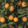 Vernia Sweet Orange (Citrus × Sinensis (L.) Osbeck) 2 Vernia Sweet Orange (Citrus × Sinensis (L.) Osbeck) -Plant related-Sow Exotic VerniaSweetOrangeSowExotic