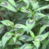 Vietnamese Coriander (Persicaria Odorata) -Plant related-Sow Exotic VietnameseCorianderProductPhoto