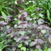 Vietnamese Perilla, LĂĄ TĂa TĂ´ (Perilla Frutescens) 1 Vietnamese Perilla, LĂĄ TĂa TĂ´ (Perilla Frutescens) -Plant related-Sow Exotic VietnamesePerillaPlantforSale SowExotic.com