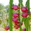 Dragon Fruit, White 'Vietnamese Jaina' (Hylocereus Undatus) -Plant related-Sow Exotic Vietnamese Pink Jaina Dargon Fruit plant on the vine