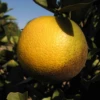 Westin Sweet Orange (Citrus X Aurantium L.) 1 Westin Sweet Orange (Citrus X Aurantium L.) -Plant related-Sow Exotic WestinOrangeTreeSowExotic