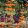 Wild Dagga (Leonotis Leonurus) -Plant related-Sow Exotic Wild Dagga Leonotis leonurus
