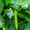Winged Bean (Psophocarpus Tetragonolobus) -Plant related-Sow Exotic Winged Bean Psophocarpus tetragonolobus