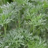 Wormwood (Artemisia Absinthium) -Plant related-Sow Exotic Wormwood Artemisiaabsinthium PlantsforSale SowExotic.com