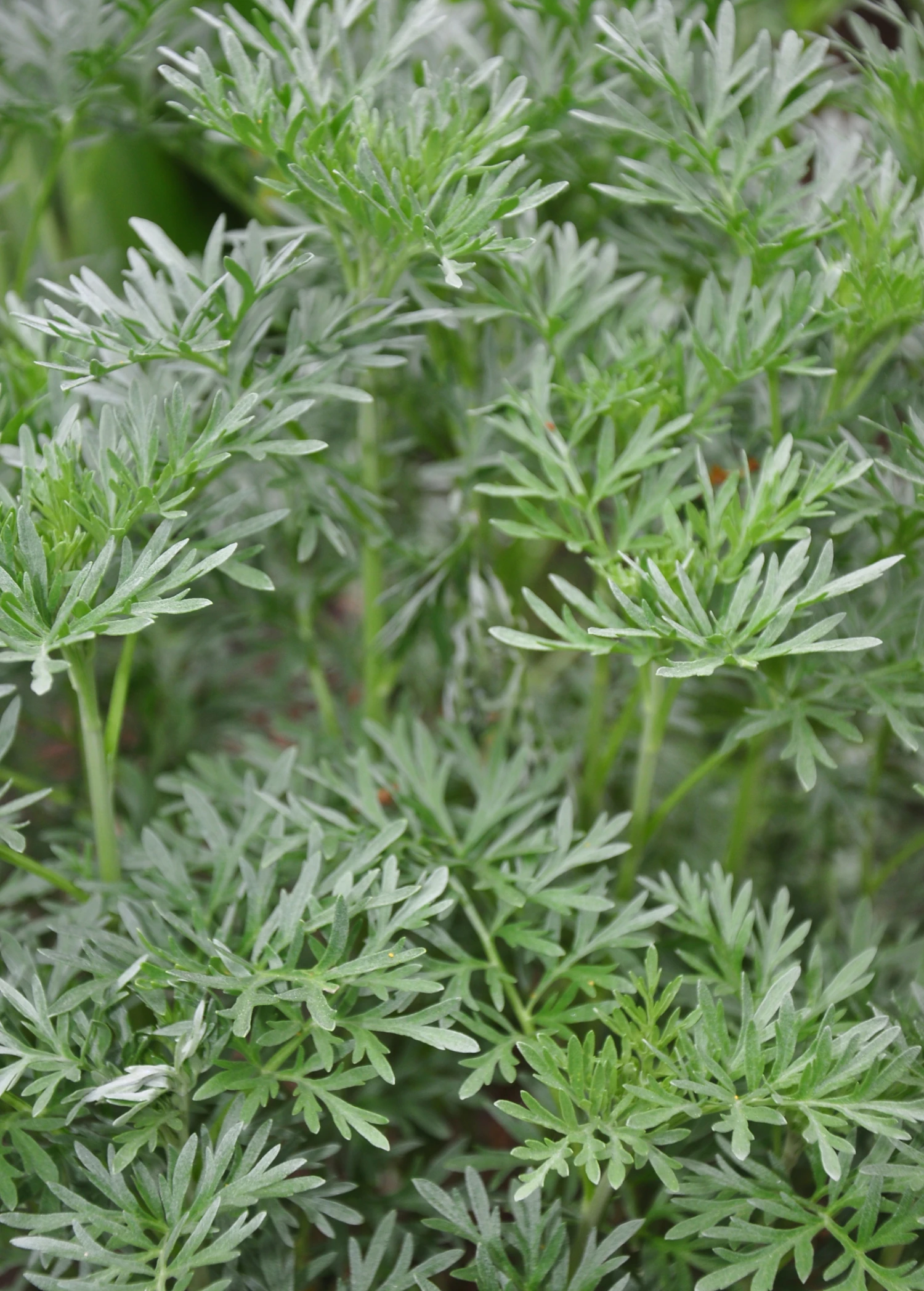 Wormwood (Artemisia Absinthium) 3 Wormwood (Artemisia Absinthium)