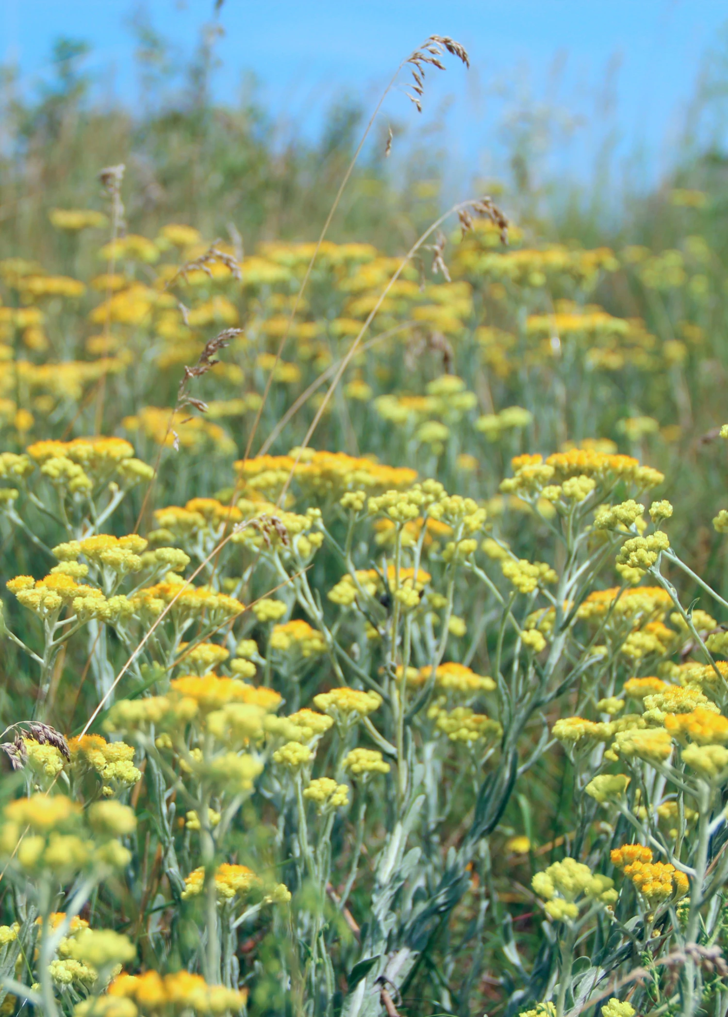 Wormwood (Artemisia Absinthium) 4 Wormwood (Artemisia Absinthium) - Image 2