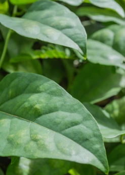 Yanang, Grass Jelly Vine (Tiliacora Triandra) 10 Yanang, Grass Jelly Vine (Tiliacora Triandra) -Plant related-Sow Exotic Yanang GrassJellyVine Tiliacoratriandra PerennialVine medicinalherb sowexoticplantnursery