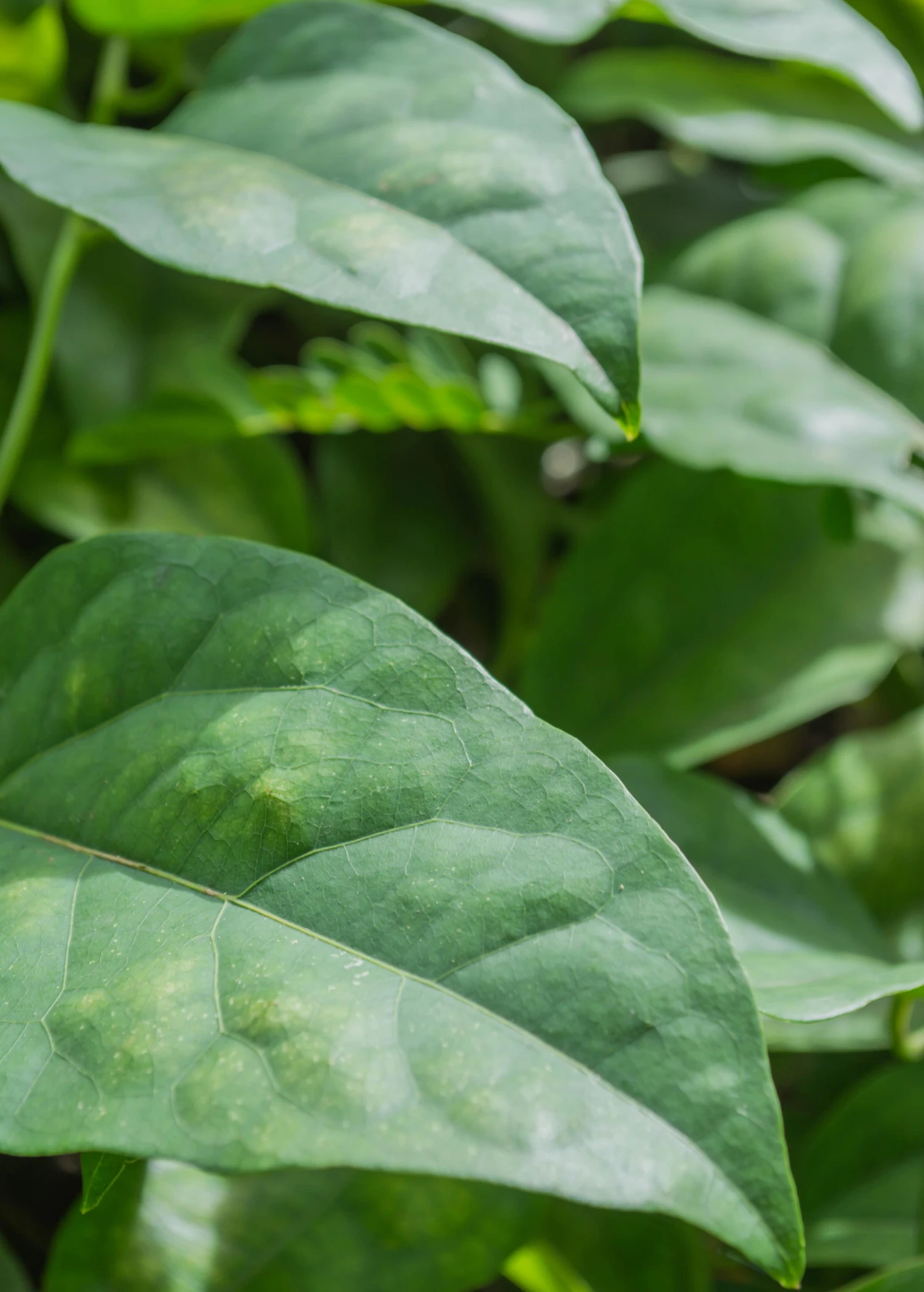 Yanang, Grass Jelly Vine (Tiliacora Triandra) 6 Yanang, Grass Jelly Vine (Tiliacora Triandra) - Image 4