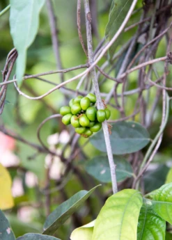 Yanang, Grass Jelly Vine (Tiliacora Triandra) 9 Yanang, Grass Jelly Vine (Tiliacora Triandra) -Plant related-Sow Exotic Yanang GrassJellyVine Tiliacoratriandra PerennialVine medicinalherb sowexoticplantnursery 1
