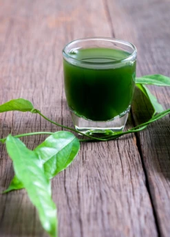 Yanang, Grass Jelly Vine (Tiliacora Triandra) 11 Yanang, Grass Jelly Vine (Tiliacora Triandra) -Plant related-Sow Exotic Yanang GrassJellyVine Tiliacoratriandra PerennialVine medicinalherb sowexoticplantnursery 3