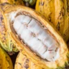 Cacao, Yellow (Theobroma Cacao) 2 Cacao, Yellow (Theobroma Cacao) -Plant related-Sow Exotic YellowCacaoPlantforSaleSowExoticNursrey 1