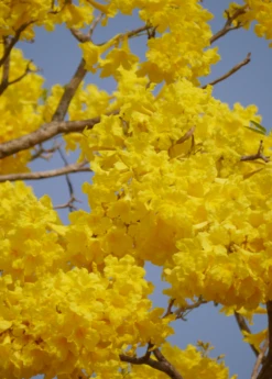 Yellow Tabebuia (Tabebuia Spp.) -Plant related-Sow Exotic YellowTabebuiaTreeforSale SowExotic.com