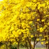 Yellow Tabebuia (Tabebuia Spp.) 1 Yellow Tabebuia (Tabebuia Spp.) -Plant related-Sow Exotic YellowTabebuiaTreeforSale SowExotic.com 2