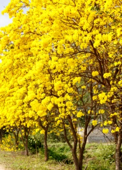 Yellow Tabebuia (Tabebuia Spp.)