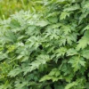 Yomogi (Artemisia Princeps) -Plant related-Sow Exotic Yomogi Japanesemugwort Koreanwormwood KoreanmugwortArtemisiaprincepsLivePlantSowExotic