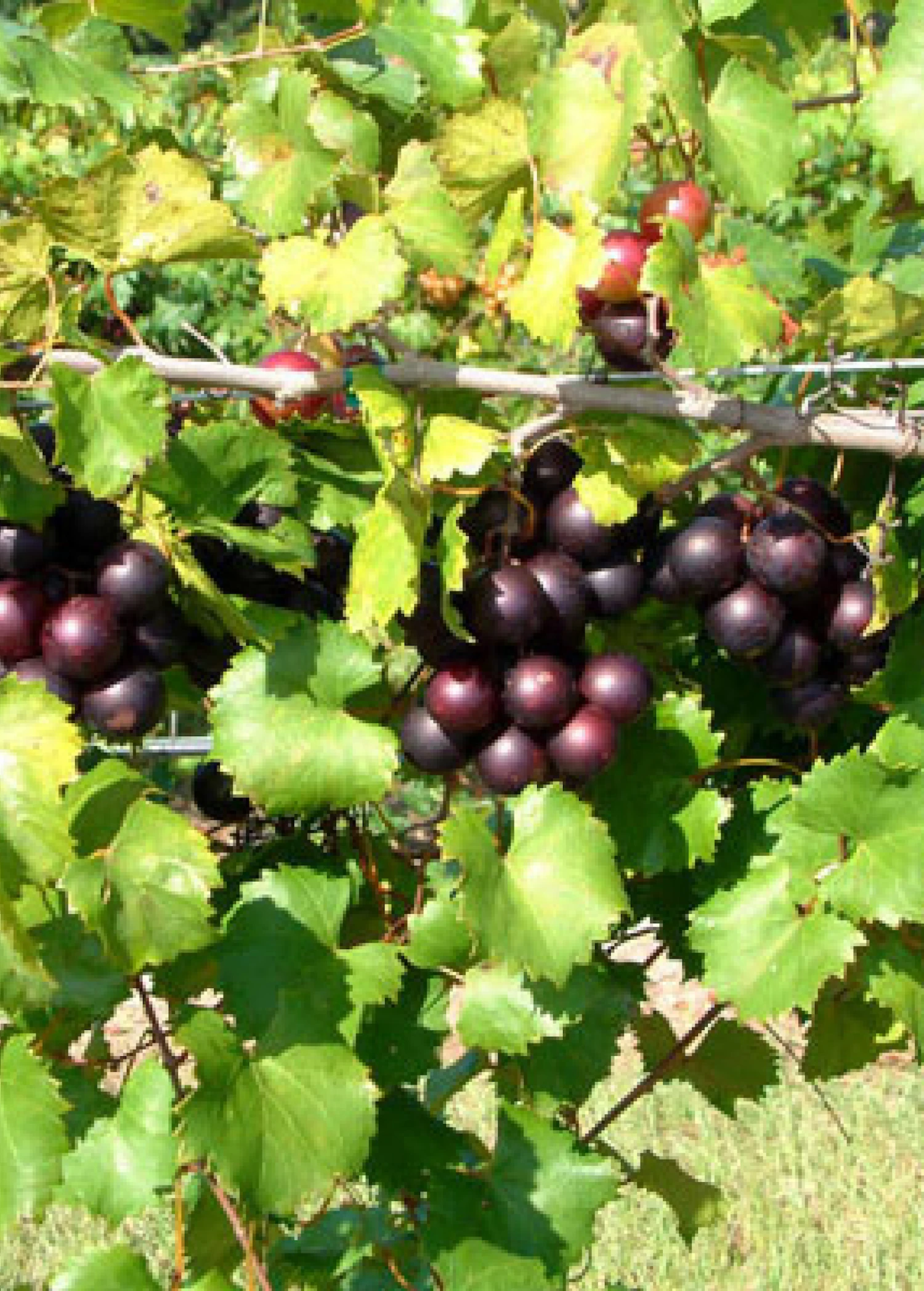 Muscadine Grape 'Alachua' (Vitis Rotundifolia) 3 Muscadine Grape 'Alachua' (Vitis Rotundifolia)