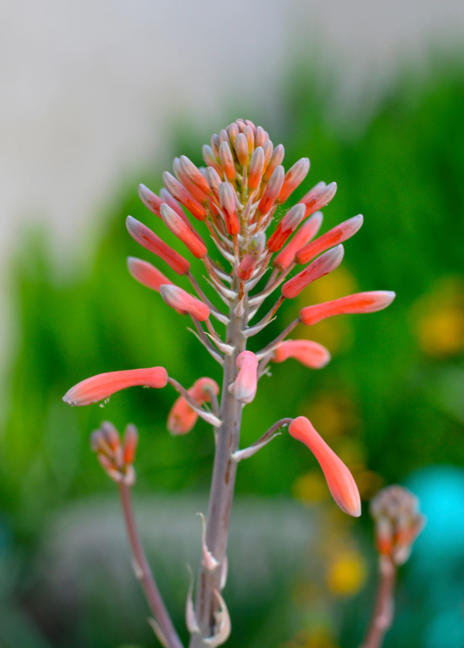 Aloe (Aloe Vera) 8 Aloe (Aloe Vera) - Image 6