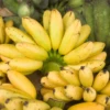 Banana 'Manzano' Apple Banana (Musa Acuminata) -Plant related-Sow Exotic apple banana plant for sale sow exotic