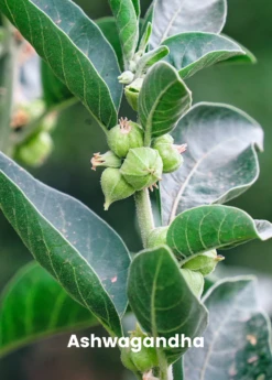 Adaptogen Herb Bundle: Gotu Kola, Skullcap, Ashwagandha, Tulsi -Plant related-Sow Exotic ashwaganda plant for sale SowExotic.com