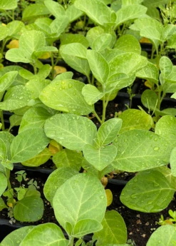 Ashwagandha (Withania Somnifera) -Plant related-Sow Exotic ashwaghandasowexotic