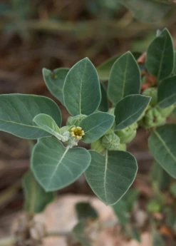 Ashwagandha (Withania Somnifera) -Plant related-Sow Exotic ashwaghandasowexotic 2