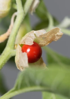 Ashwagandha (Withania Somnifera) -Plant related-Sow Exotic ashwaghandasowexotic 3