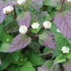 Aztec Sweet Herb (Lippia Dulcis) -Plant related-Sow Exotic aztec sweet herb plant for sale sow exotic 1
