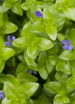 Brahmi (Bacopa Monnieri) -Plant related-Sow Exotic bacopa brahmi 1610px X 2250px 513347a6 0c8f 41f3 b7d9 e22c91848688
