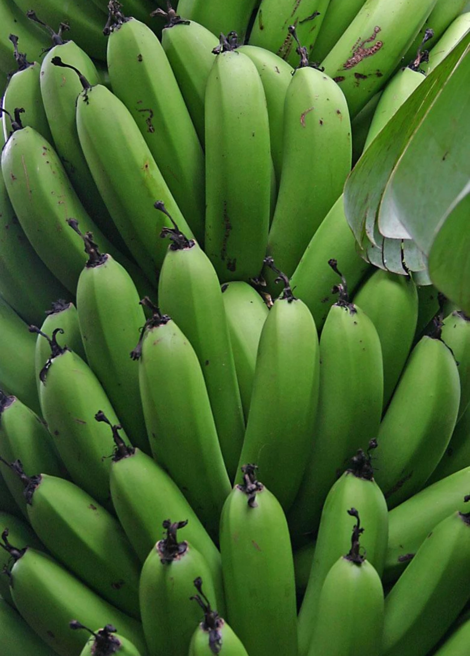 Banana 'Grand Nain' (Musa Acuminata) 9 Banana 'Grand Nain' (Musa Acuminata) - Image 7