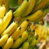 Banana 'Grand Nain' (Musa Acuminata) -Plant related-Sow Exotic bananafruittreesowexoticnursery 5