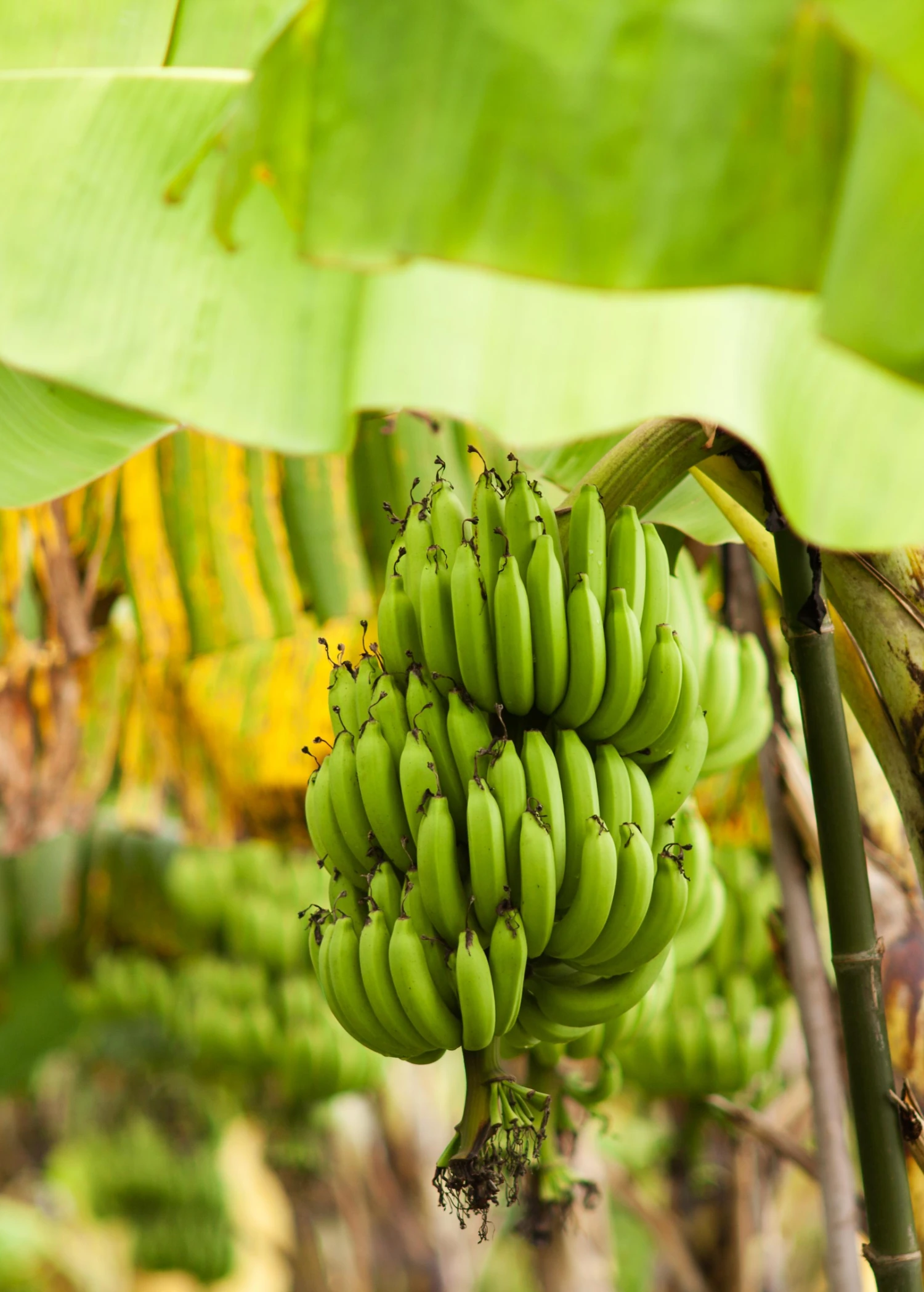 Banana 'Grand Nain' (Musa Acuminata) 5 Banana 'Grand Nain' (Musa Acuminata) - Image 3
