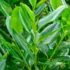 Bay Rum (Pimenta Racemosa) -Plant related-Sow Exotic bayrumfruittreesowexoticliveplantforsale