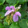 Beach Bean (Canavalia Rosea) -Plant related-Sow Exotic beachbeanplantforsalesowexoticplantnursery 1