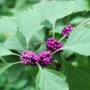 Beautyberry (Callicarpa Americana) -Plant related-Sow Exotic beautyberryliveplantforsalesowexoticnursery