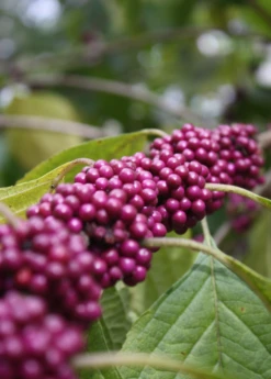 Beautyberry (Callicarpa Americana) -Plant related-Sow Exotic beautyberrysowexotic