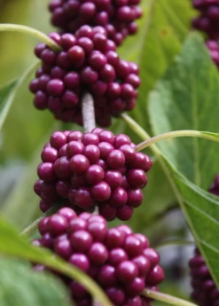 Beautyberry (Callicarpa Americana) -Plant related-Sow Exotic beautyberrysowexotic 1