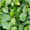 Betel Leaf (Piper Betle) -Plant related-Sow Exotic betelleafherbplantPiperbetlesowexotic