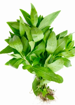Bhringraj (Eclipta Prostrata, Syn, Eclipta Alba) -Plant related-Sow Exotic bhringrajEcliptaprostratasowexotic 1