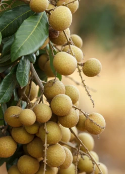Longan, 'Biew Kiew' (Dimocarpus Longan) 8 Longan, 'Biew Kiew' (Dimocarpus Longan) -Plant related-Sow Exotic biewkiewlongansowexoticnursery