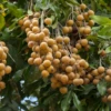 Longan, 'Biew Kiew' (Dimocarpus Longan) -Plant related-Sow Exotic biewkiewlongansowexoticnursery 1