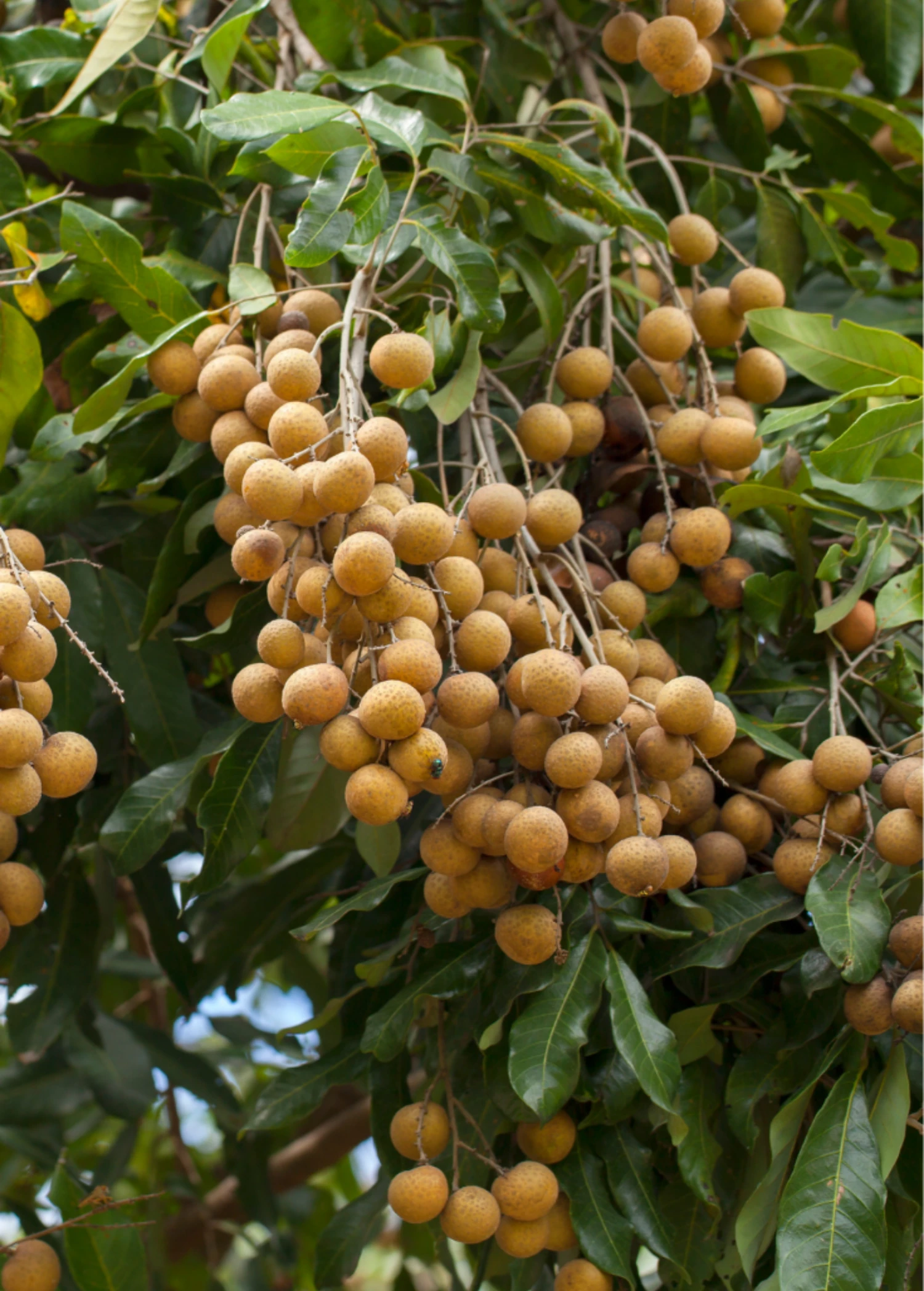 Longan, 'Biew Kiew' (Dimocarpus Longan) 3 Longan, 'Biew Kiew' (Dimocarpus Longan)