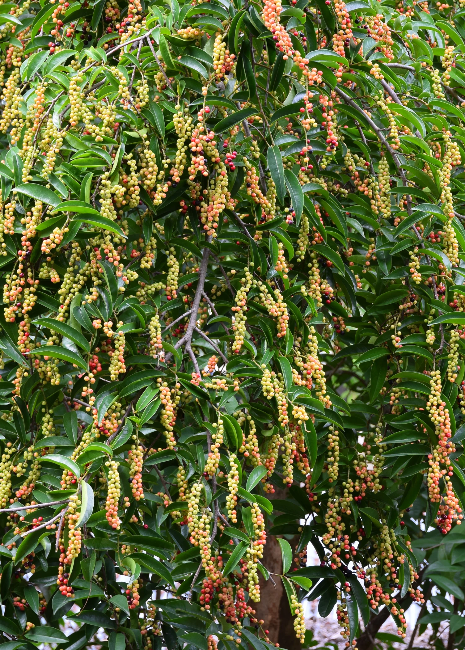 Bignay (Antidesma Bunius) 4 Bignay (Antidesma Bunius) - Image 2