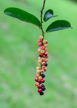 Bignay (Antidesma Bunius) 8 Bignay (Antidesma Bunius) -Plant related-Sow Exotic bignayAntidesmabuniuslivesowexotic 2