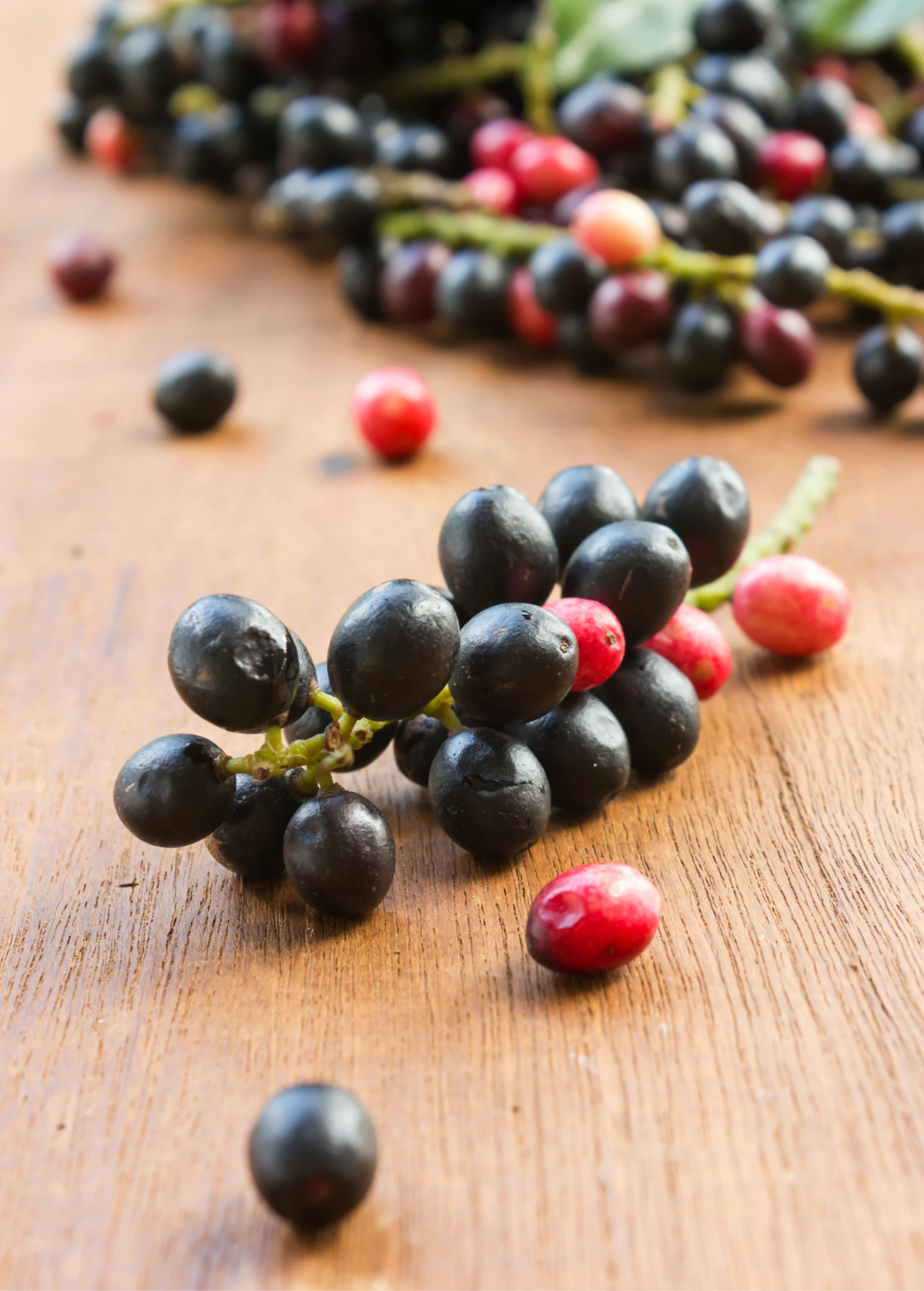 Bignay (Antidesma Bunius) 6 Bignay (Antidesma Bunius) - Image 4