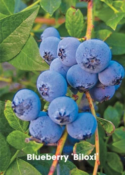 Blueberry Bundle: Sweetcrisp & Biloxi 7 Blueberry Bundle: Sweetcrisp & Biloxi -Plant related-Sow Exotic biloxi blueberry plant for sale SowExotic.com 1